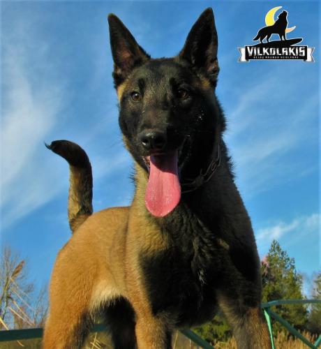 Koda Canto
