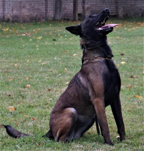 Koda Canto