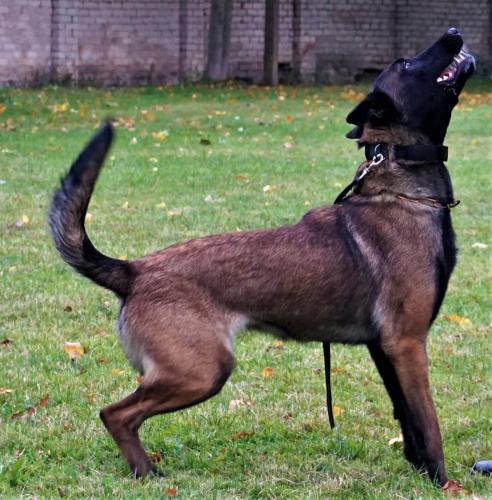 Koda Canto