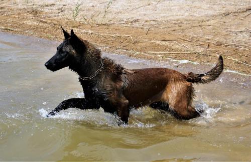 Koda Canto