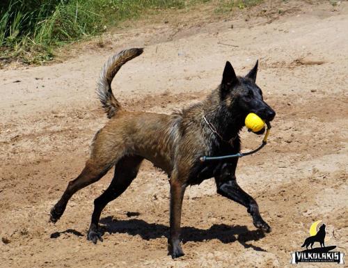 Koda Canto