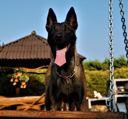 Koda Canto