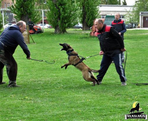 Koda Canto