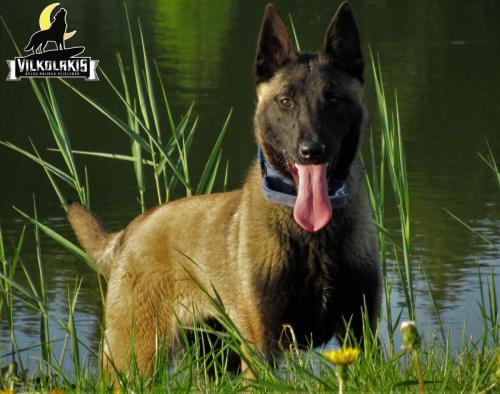 Koda Canto
